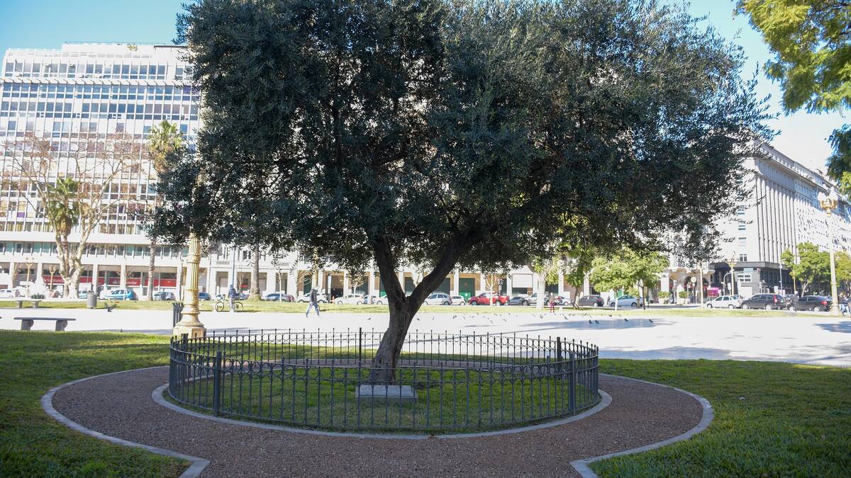 Olivo plantada por el papa