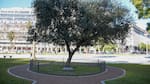El árbol que pasa desapercibido en Plaza de Mayo y fue plantado por el papa Francisco