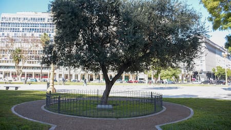 El árbol que pasa desapercibido en Plaza de Mayo y fue plantado por el papa Francisco