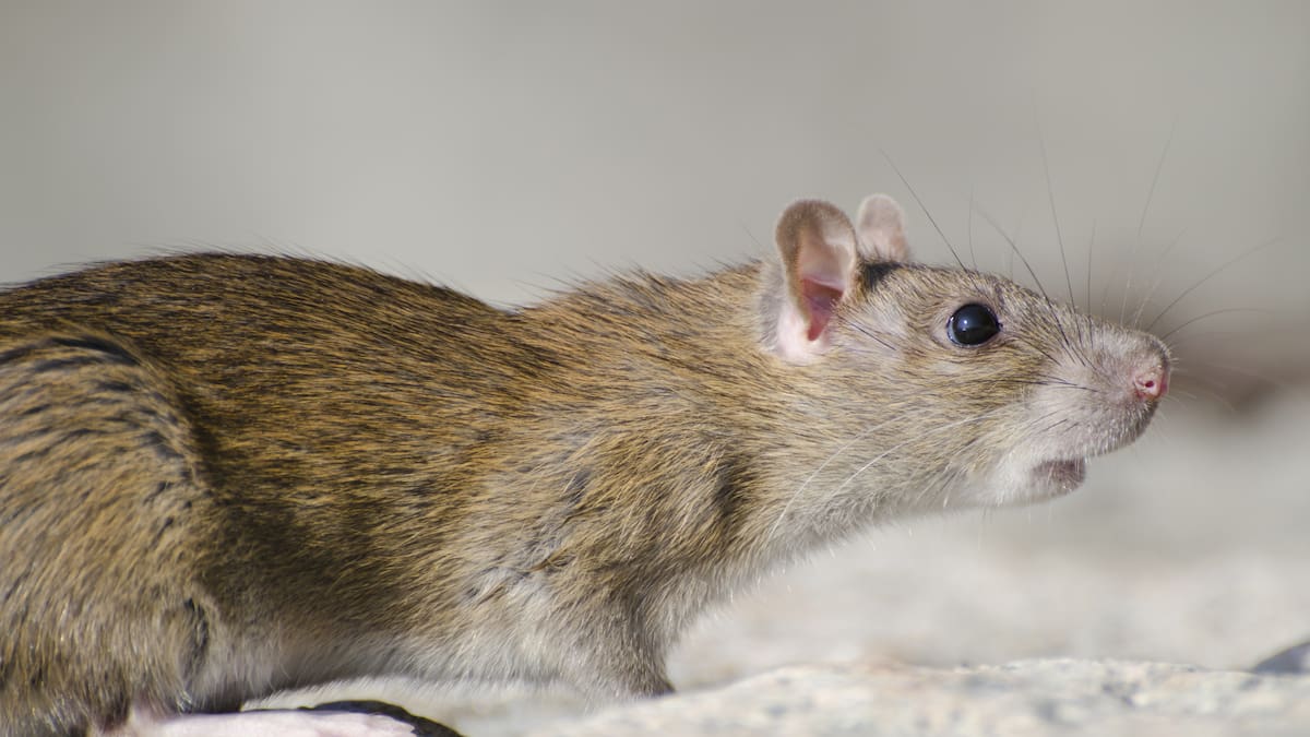 Hantavirus en Argentina: qué roedores transmiten la enfermedad y en qué zonas viven