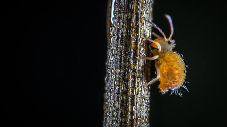 Colémbolos. Foto: Unsplash