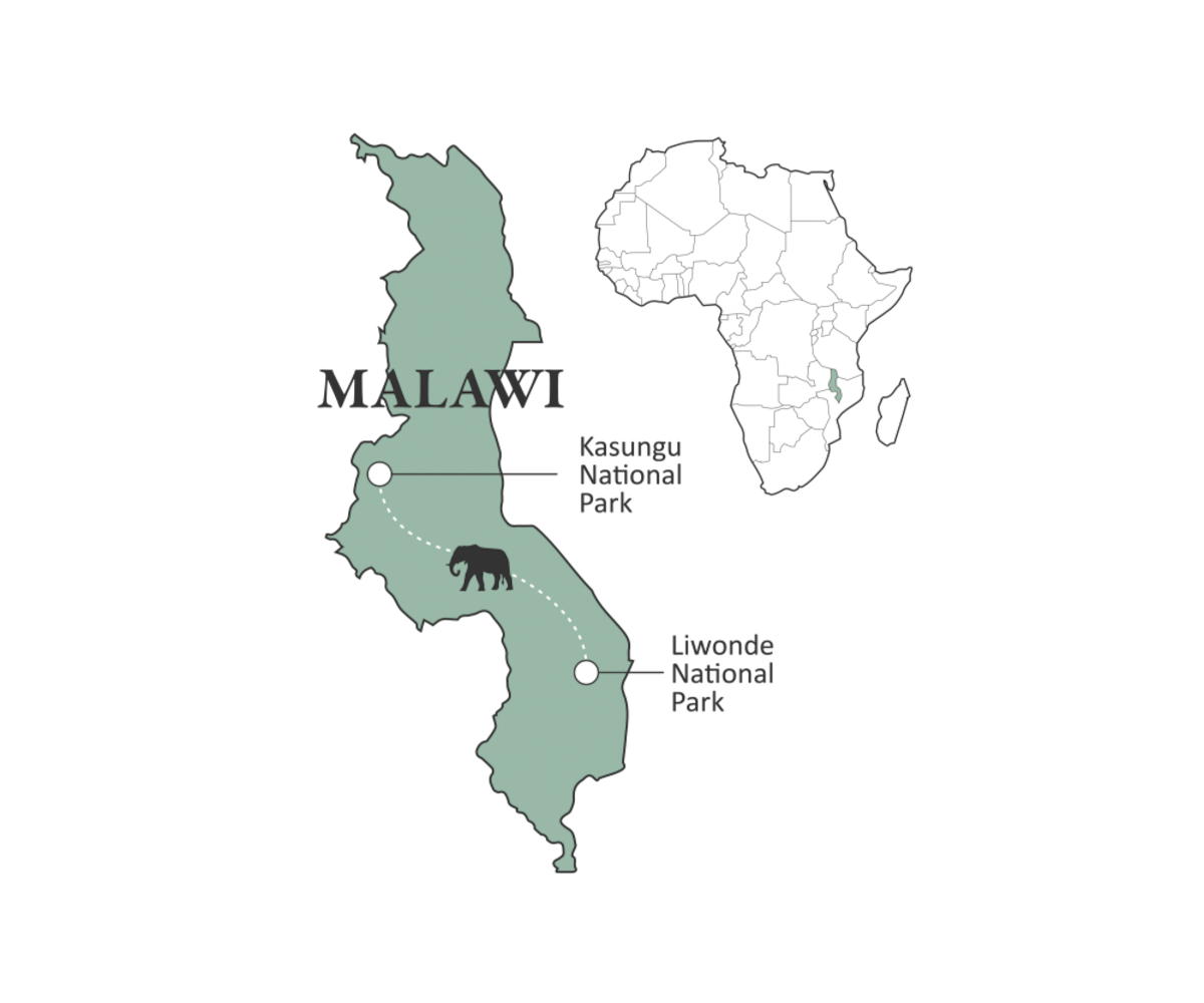 El traslado de 263 elefantes en Malawi provocó conflictos con comunidades rurales.