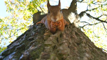 Ardilla. Fuente: Unsplash