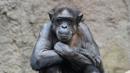Chimpancé. Foto: Unsplash