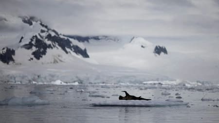 Reducción histórica del hielo marino de la Antártida