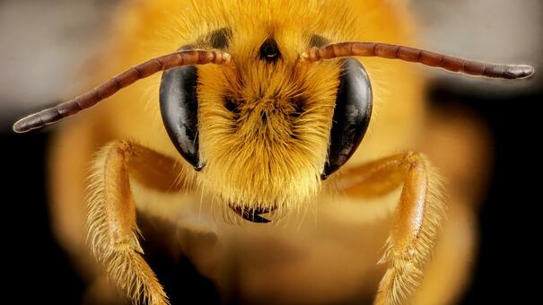 Día de las abejas: qué podemos hacer para proteger esta especie amenazada que es esencial para el planeta y la alimentación