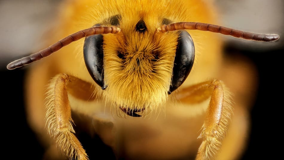 Abejorro. Foto: Unsplash