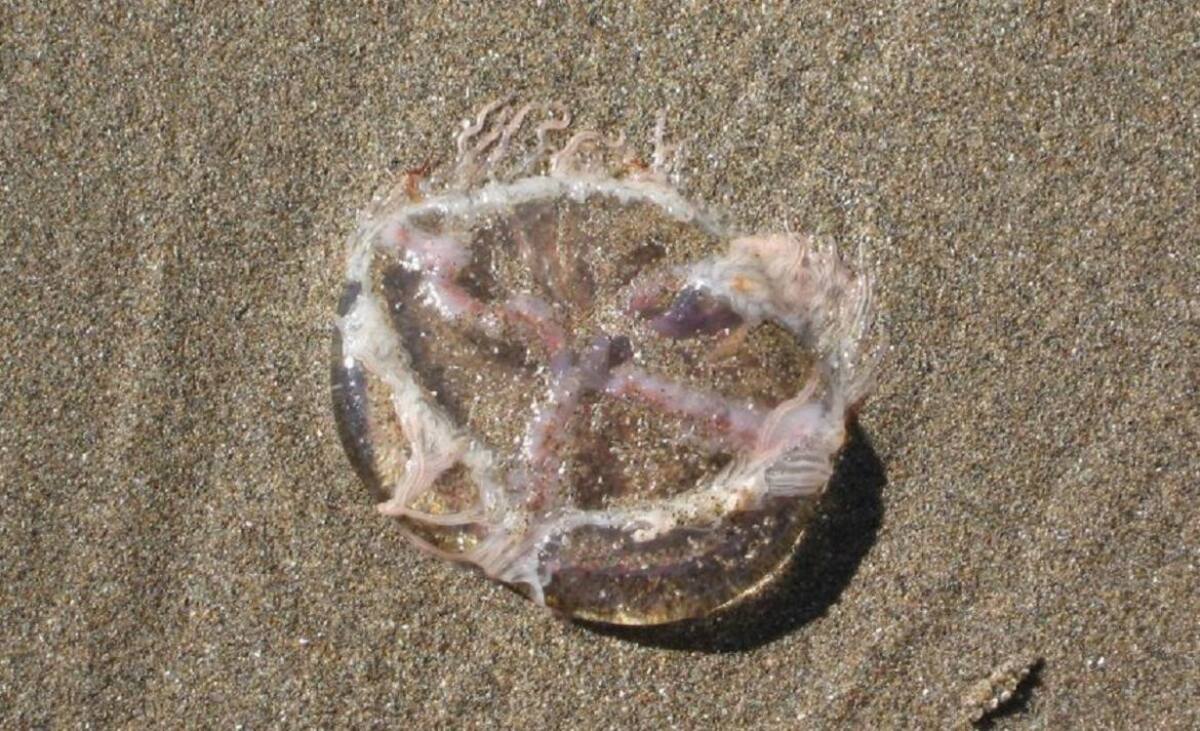 Tapiocas en la costa