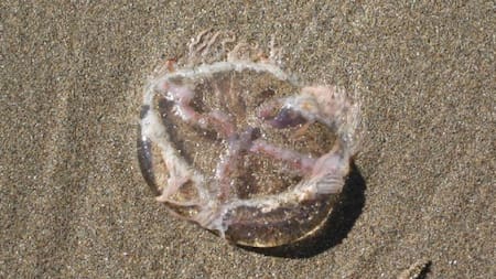 Alerta por la presencia de tapiocas en las playas de la Costa Atlántica: qué son y cómo actuar en caso de sufrir su picadura