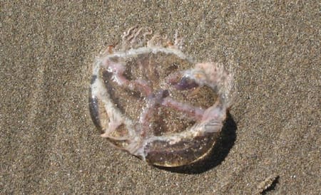 Tapiocas en la costa