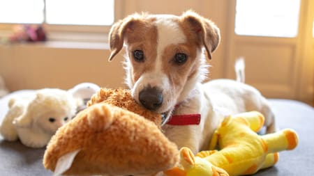 No es solo un juego: la verdadera razón por la que tu perro te recibe con un juguete en la boca