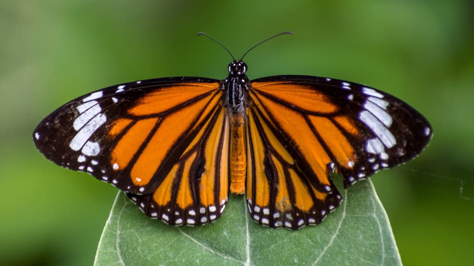 Imagen de mariposa polinizadora. Foto: Unsplash