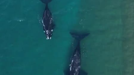 Vuelven las ballenas en Península Valdés. Foto: captura Ruptly.