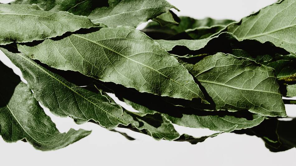 Hojas de laurel. Foto: Unsplash.
