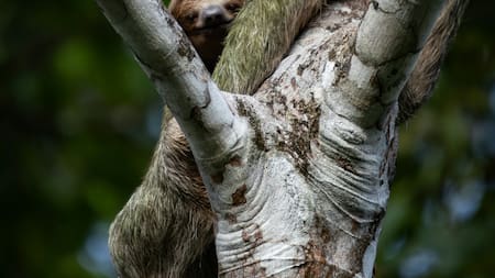 Cómo afecta el cambio climático a los perezosos. Foto EFE.