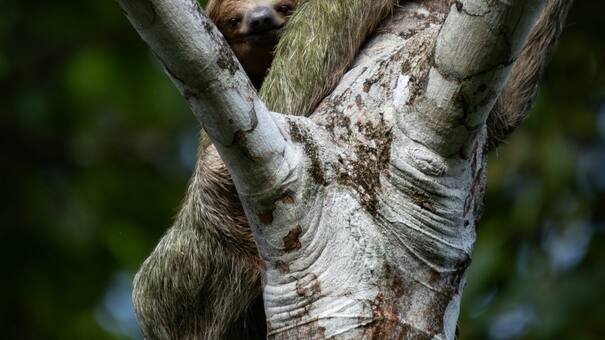 Los perezosos, víctimas del cambio climático: la curiosa razón que los condena a la extinción