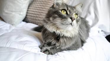 La raza más buscada: cuáles son los beneficios de tener un gato gris en tu casa