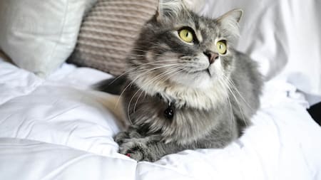 Los gatos grises son cada vez más elegidos.