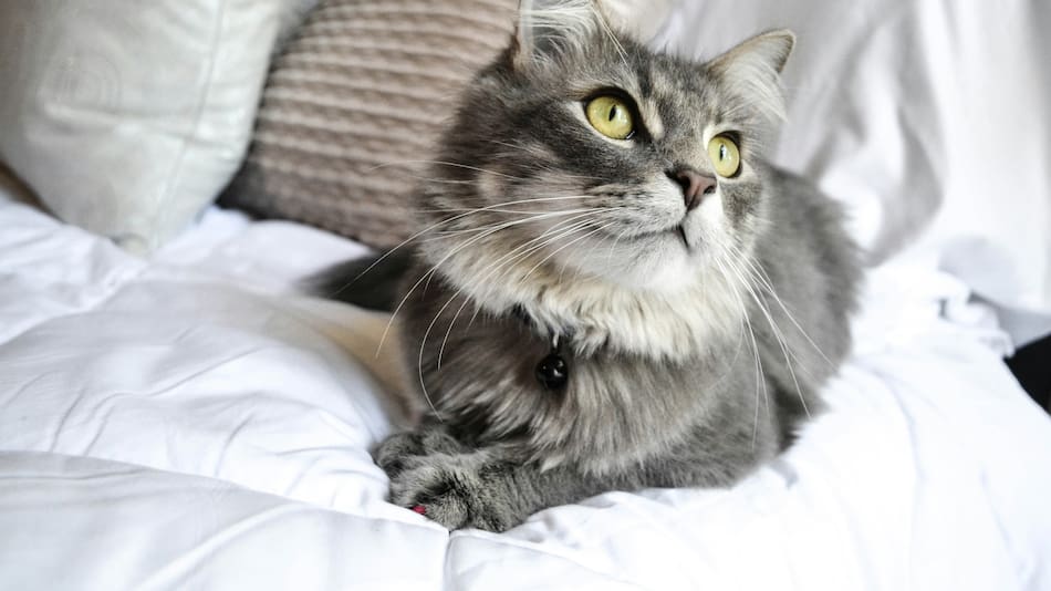 Los gatos grises son cada vez más elegidos.