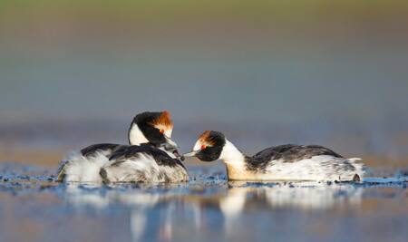 Macá Tobiano, ave en peligro de extinción. Foto: Noticias Ambientales.