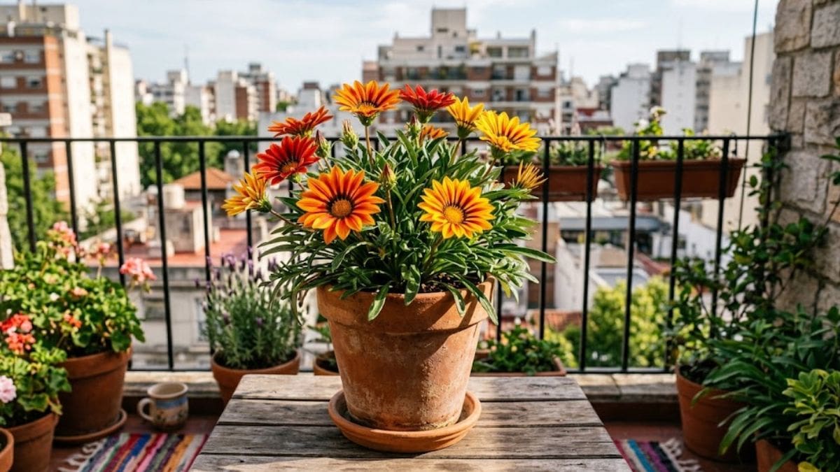 Es una planta que la podés regalar el 21 de septiembre.