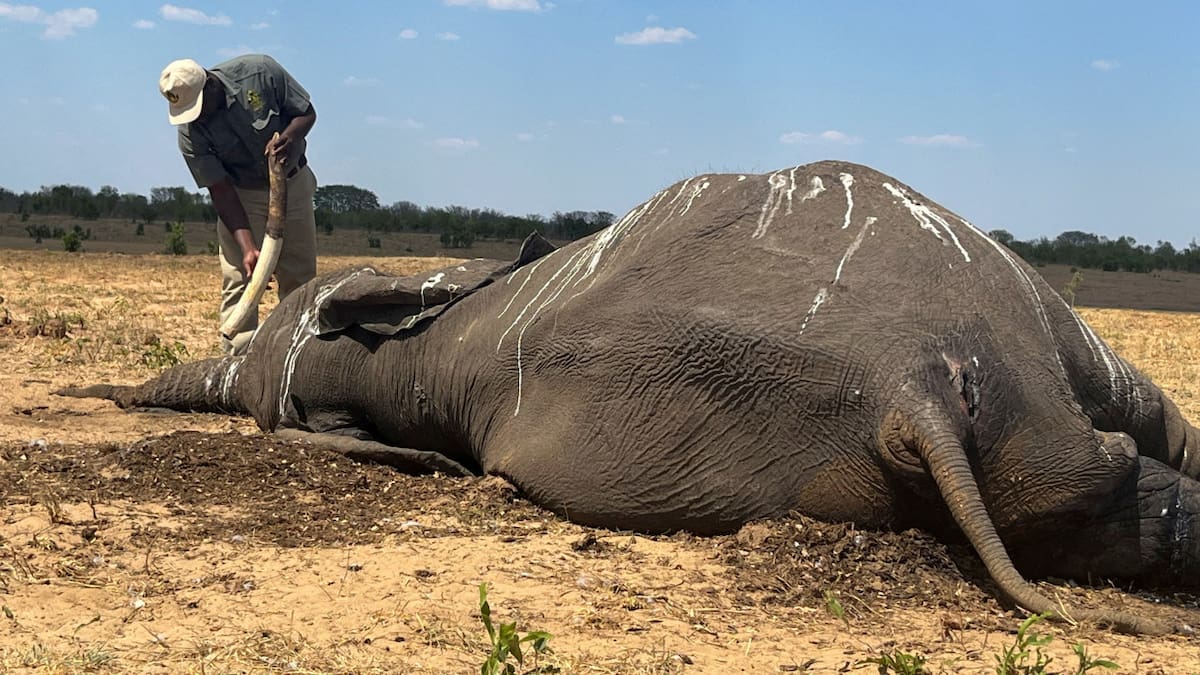 Muerte de elefantes en Zimbabue. Foto: Reuters.