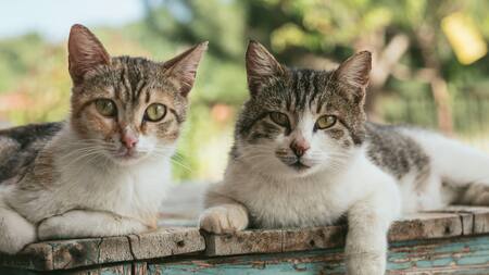 Los gatos reconocen a sus dueños
