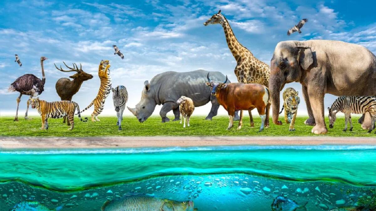 El animal salvaje que está “cambiando de forma” por vivir en la ciudad: ¿podría domesticarse?