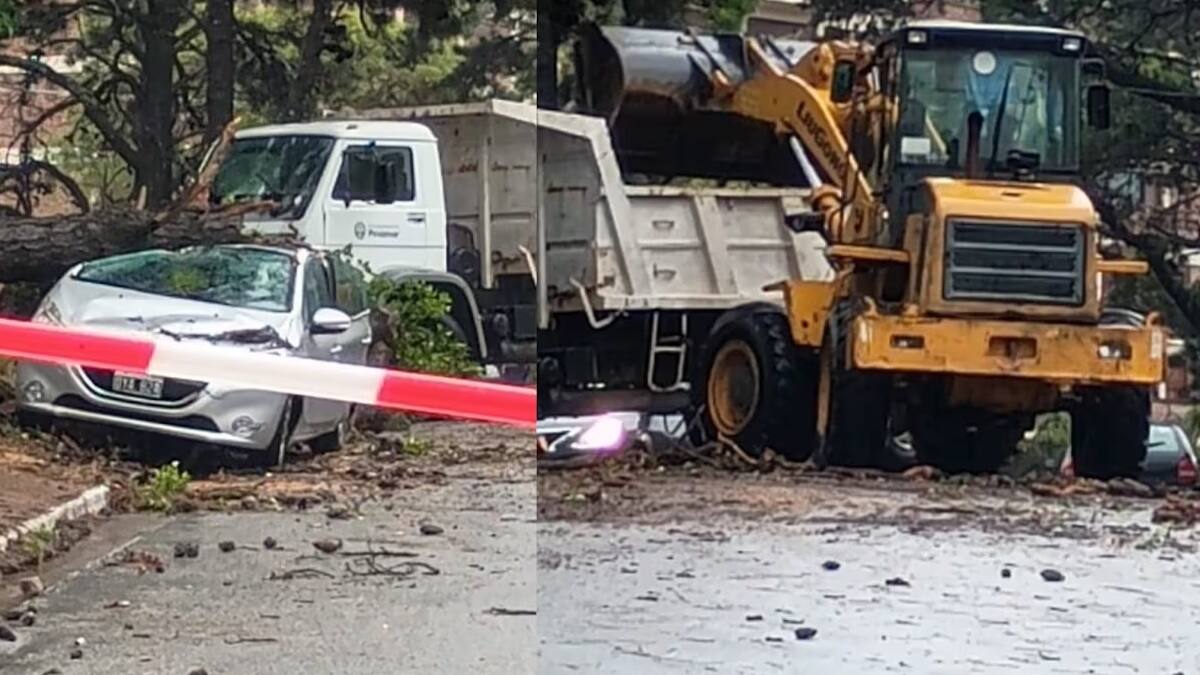 El temporal en Pinamar provocó que un árbol se cayera sobre dos autos.
