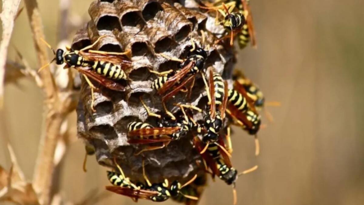 Enjambre de abejas