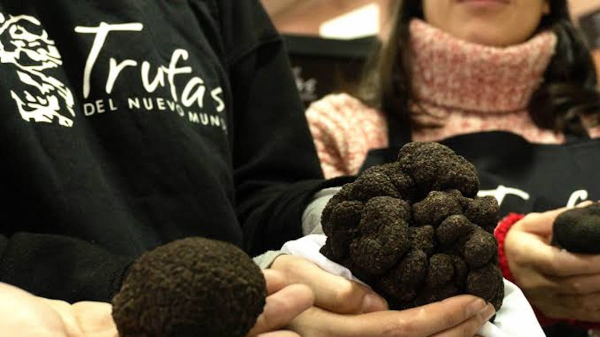 La trufa negra producida en Chillar se ha convertido en uno de los productos gourmet más valorados de la provincia de Buenos Aires
