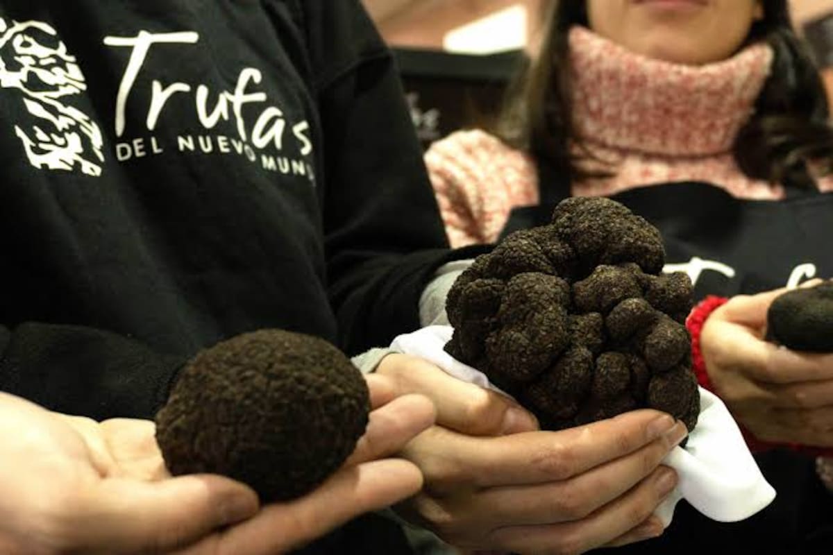 Considerada el "diamante negro" de la gastronomía, la trufa negra se cultiva en establecimientos de Chillar.