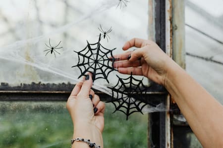 Araña. Foto: Pexels.