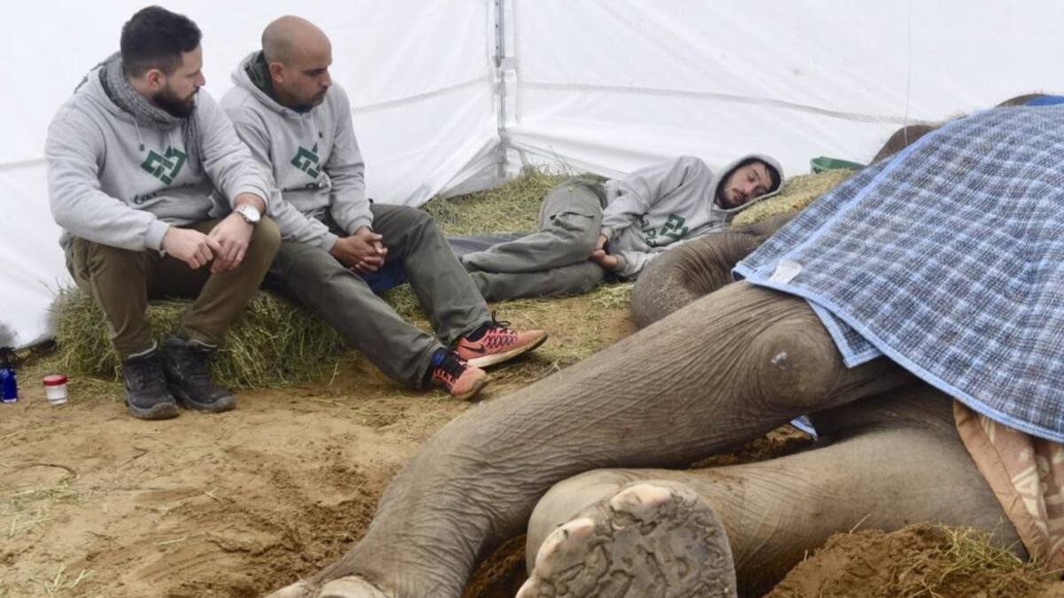 Elefante Pelusa - Zoológico