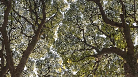 Árboles. Foto: Freepik.