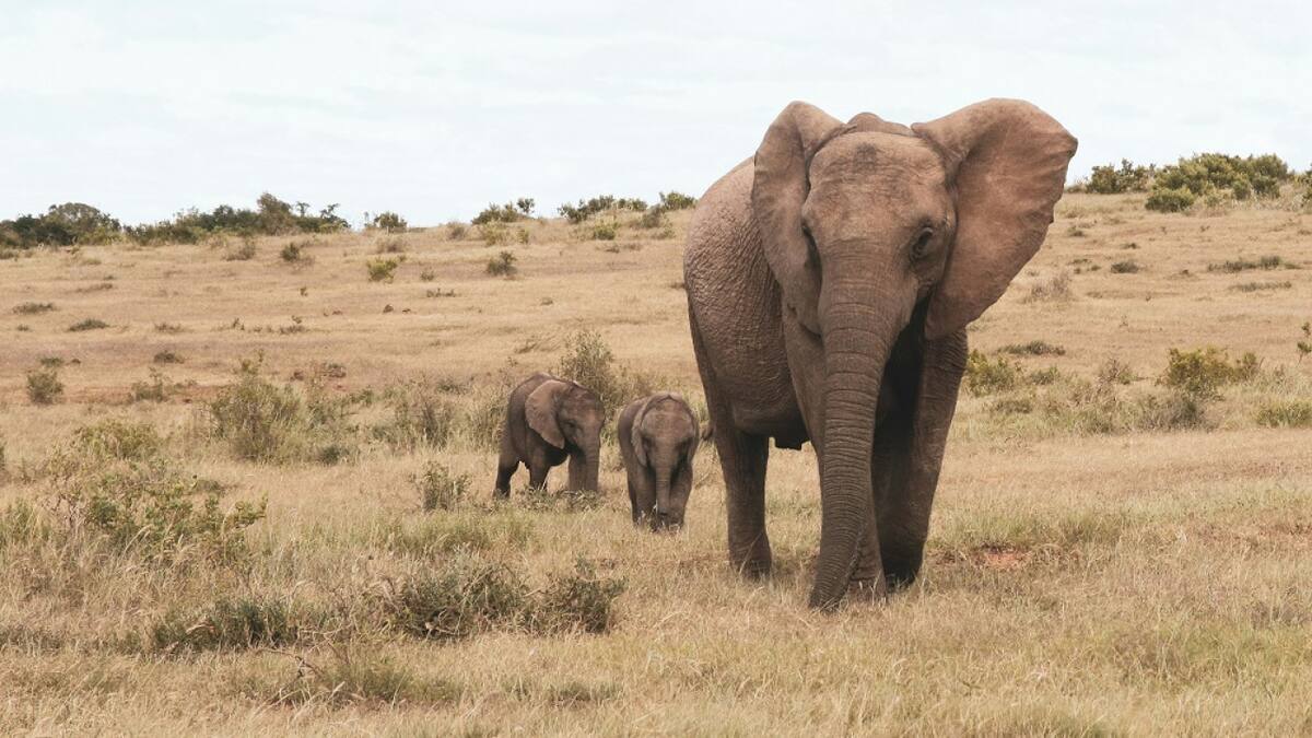 La gestación de un elefante es de veintidós meses, la más larga de todos los mamíferos. Foto: Unsplash.