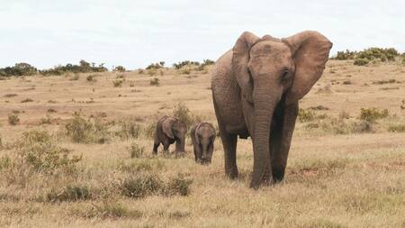 La gestación de un elefante es de veintidós meses, la más larga de todos los mamíferos. Foto: Unsplash.