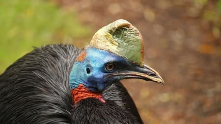 Nace una de las aves más letales del mundo en Reino Unido. Foto X.