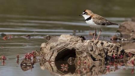 Ave. Fuente: Aves Argentinas