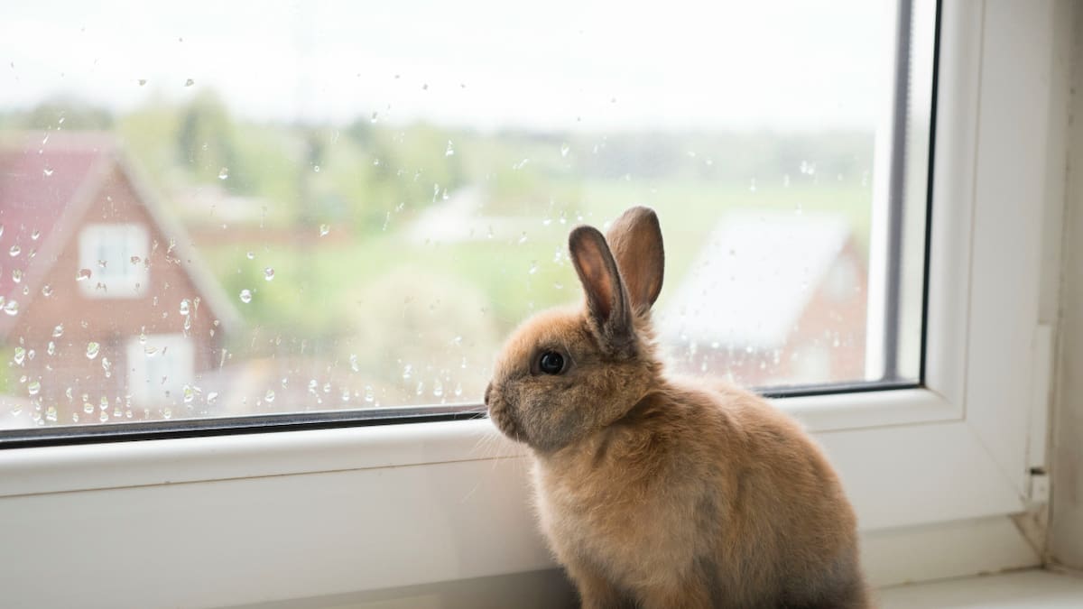 Conejo. Foto: Unsplash