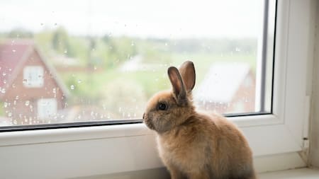 Conejo. Foto: Unsplash