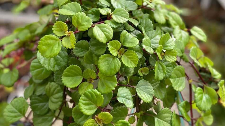 La planta del dinero, Plectranthus verticillatus.