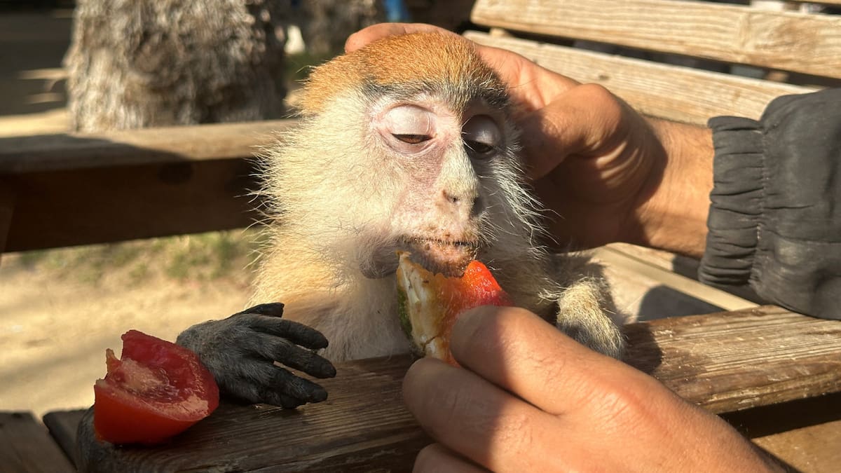 Zoológico de Rafah. Foto: Reuters.