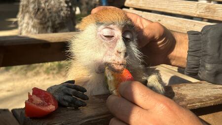 Zoológico de Rafah. Foto: Reuters.