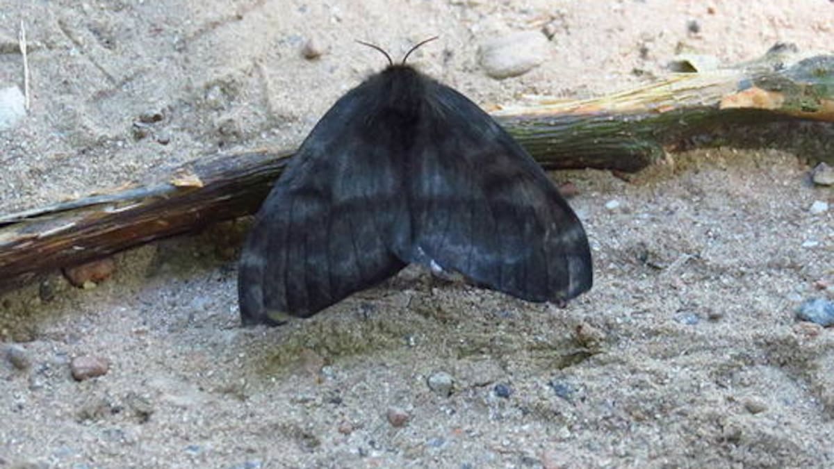 Polilla negra.