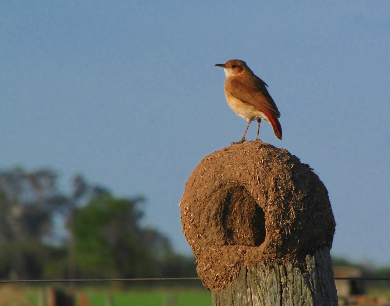 Hornero. Foto: ArgentiNat.