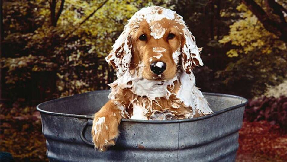 Baño de perro