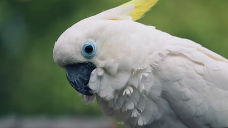 Cacatúas de cresta amarilla.