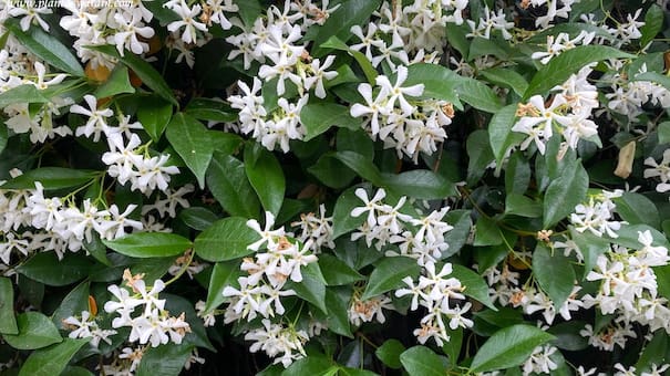 Los mejores tips de jardinería: cómo recuperar los jazmines que tienen hojas marrones