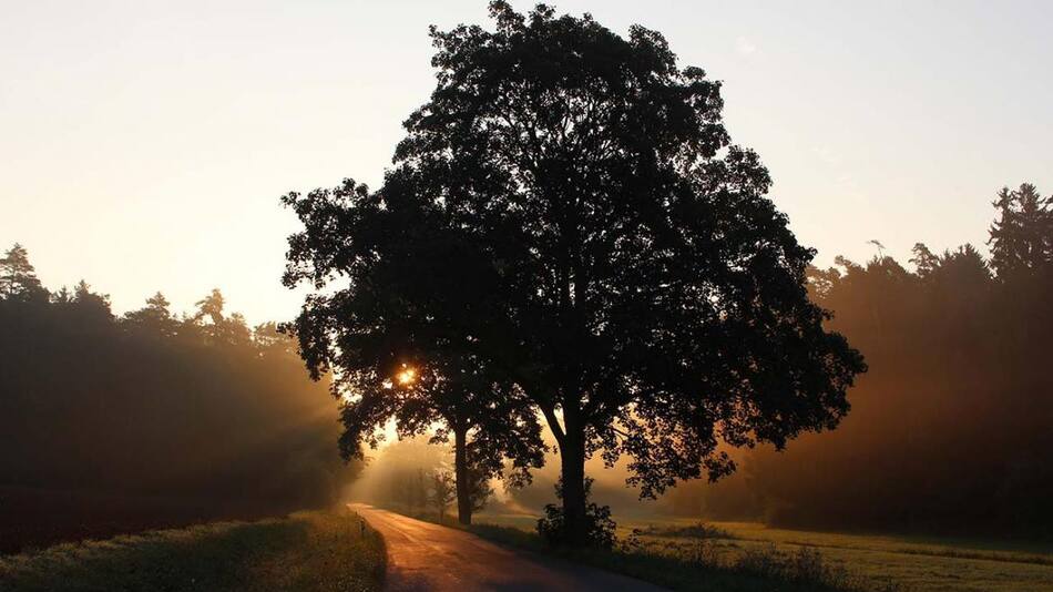 Se festeja hoy el Día del Árbol en Argentina